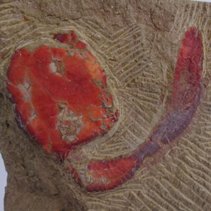 Nimchacystis agterbosi  VENDIDO