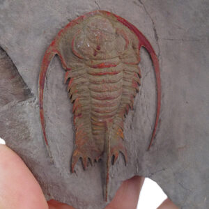 Apatokephalus cf. incisus