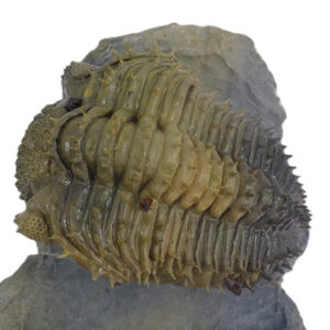 Drotops armatus accurata VENDIDO