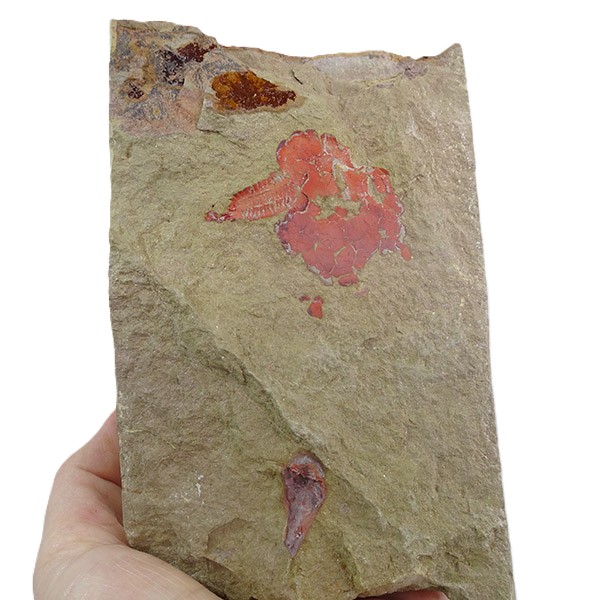 Nimchacystis agterbosi y Pauxillites thaddei - Imagen 5