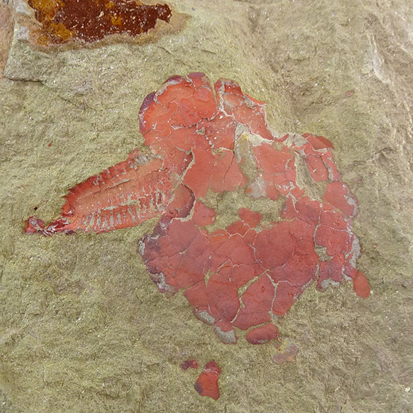 Nimchacystis agterbosi y Pauxillites thaddei