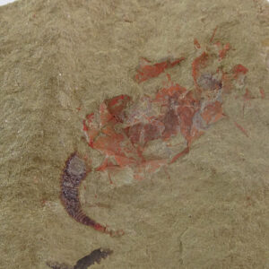 Macrocystella azaisi