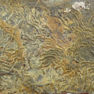 Cladichnus sp.  VENDIDO