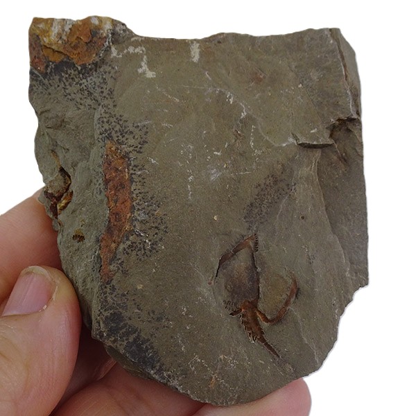 Phyllocystis blayaci VENDIDO - Imagen 2