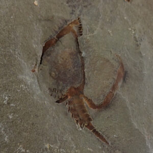 Phyllocystis blayaci  VENDIDO