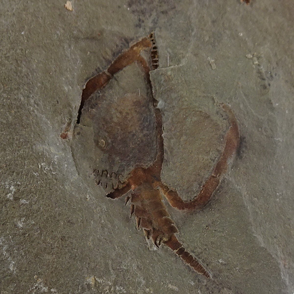 Phyllocystis blayaci VENDIDO