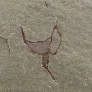 Cothurnocystis elizae  VENDIDO