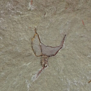 Cothurnocystis elizae