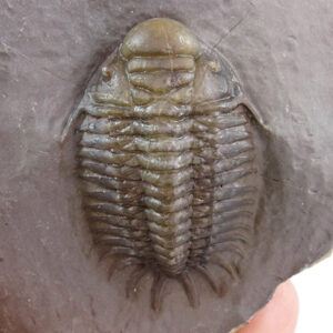 Crotalocephalus africanus  VENDIDO