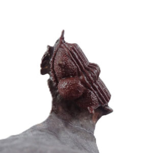 Cyphaspides aff. ammari