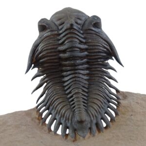 Metacanthina issoumourensis