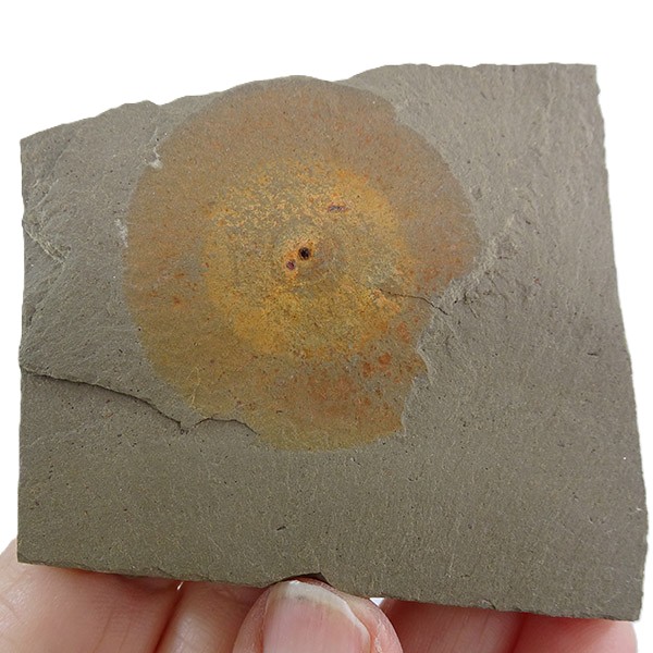 Choia sp. - Imagen 3