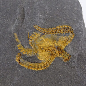 Ophiuroidea Protasteridae