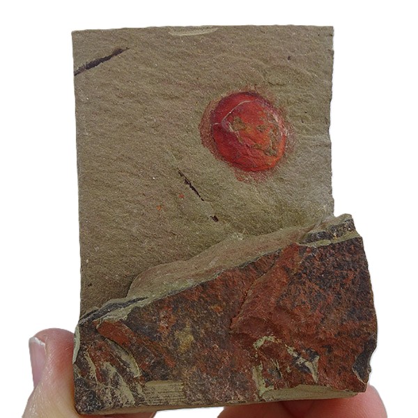 Choia sp. - Imagen 3