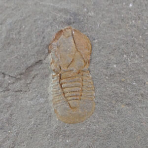 Cyclopyge sibilla  VENDIDO