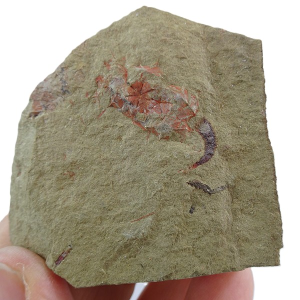 Macrocystella azaisi VENDIDO - Imagen 2