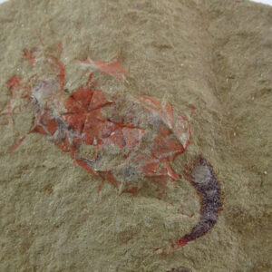 Macrocystella azaisi VENDIDO