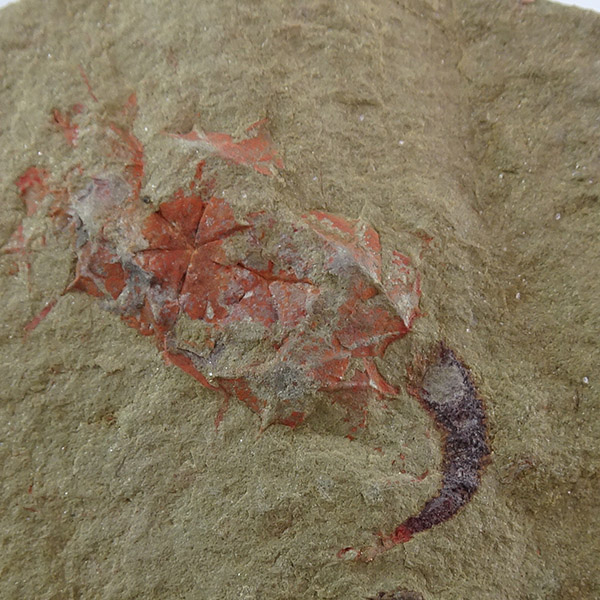 Macrocystella azaisi VENDIDO