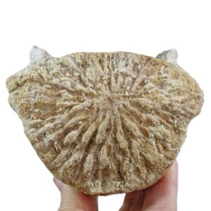 Chrysocetus fouadassii