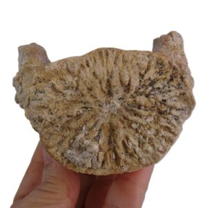 Chrysocetus fouadassii