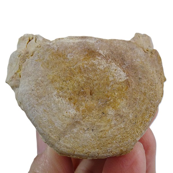 Chrysocetus fouadassii