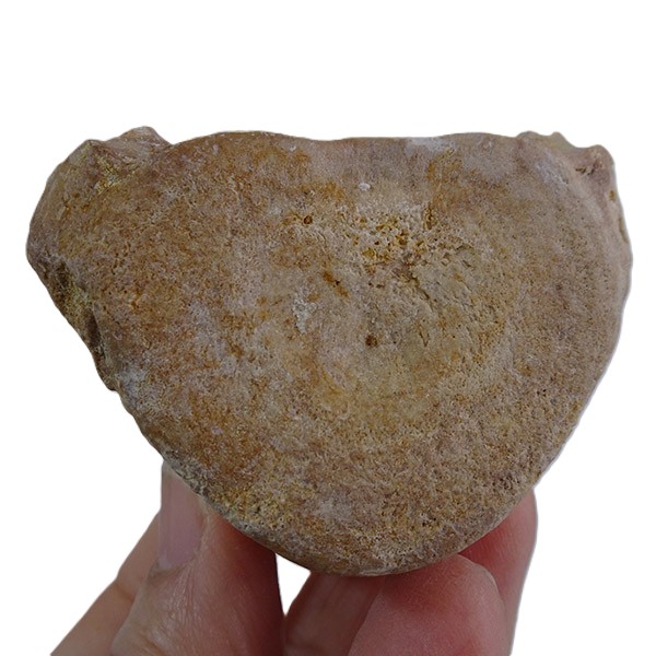 Chrysocetus fouadassii - Imagen 2