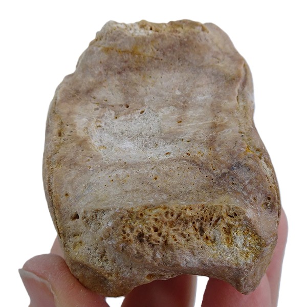 Chrysocetus fouadassii - Imagen 3