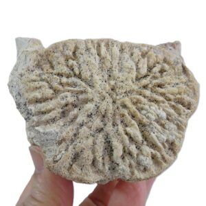 Chrysocetus fouadassii