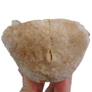 Chrysocetus fouadassii