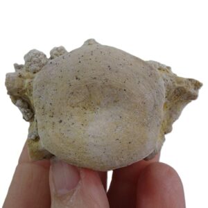 Chrysocetus fouadassii