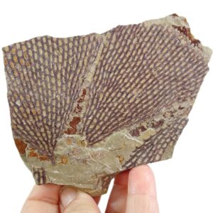 Sagenograptus murrayi