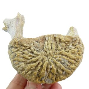 Chrysocetus fouadassii