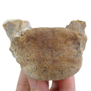 Chrysocetus fouadassii