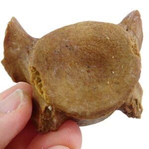 Chrysocetus fouadassii VENDIDO