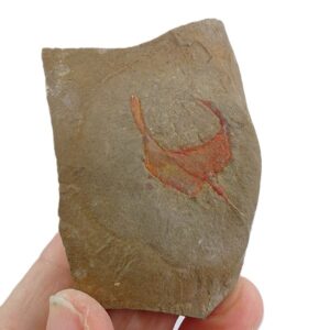 Thoralicystis sp. VENDIDO