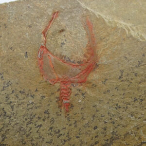 Thoralicystis zagoraensis VENDIDO