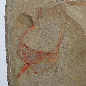 Thoralicystis zagoraensis