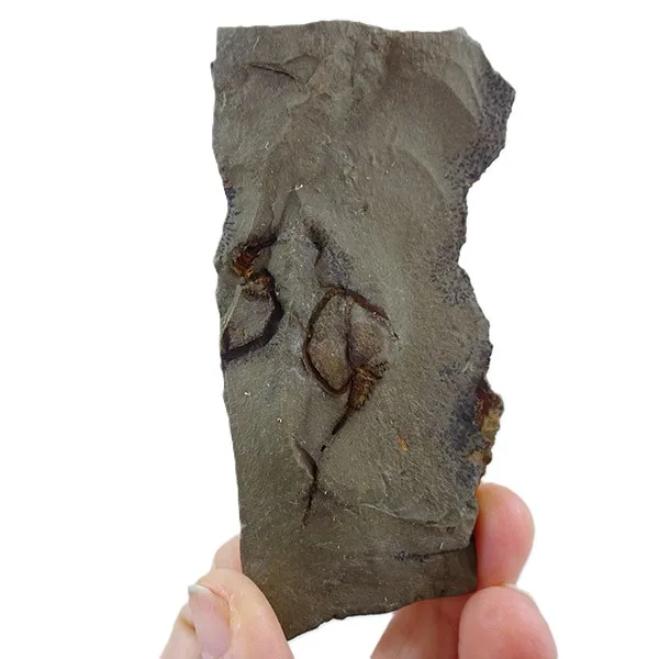 Phyllocystis blayaci VENDIDO - Imagen 2