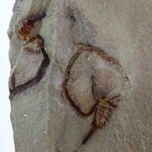 Phyllocystis blayaci  VENDIDO