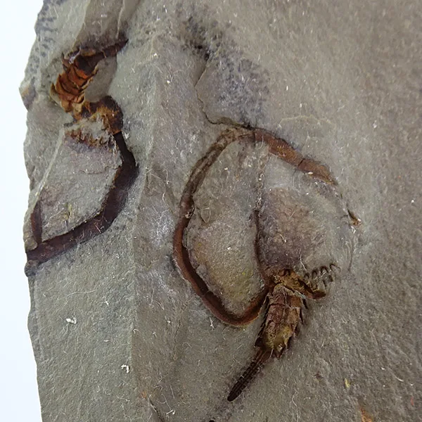 Phyllocystis blayaci VENDIDO