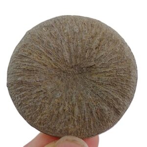 Pseudocunnolites sp.  VENDIDO