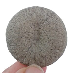 Pseudocunnolites sp.  VENDIDO