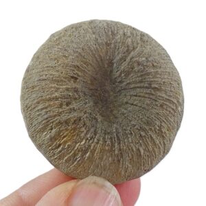 Pseudocunnolites sp.  VENDIDO