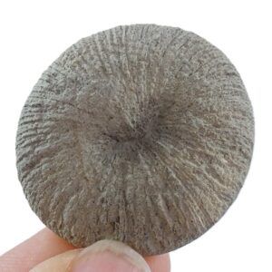 Pseudocunnolites sp.