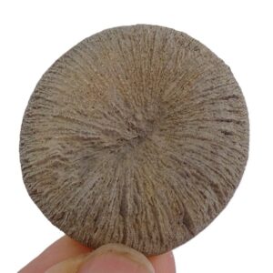 Pseudocunnolites sp.