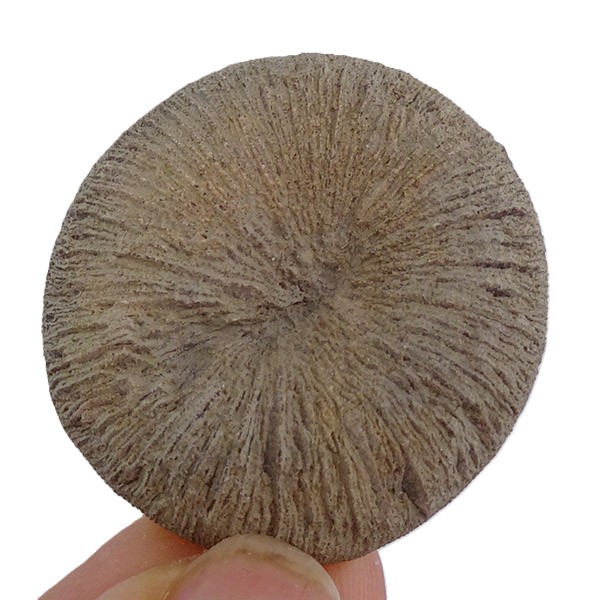 Pseudocunnolites sp.