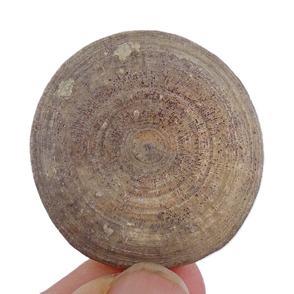 Pseudocunnolites sp. - Imagen 2