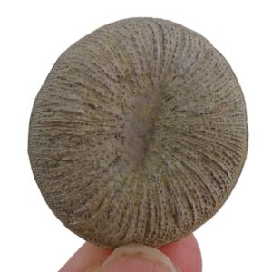 Pseudocunnolites sp.