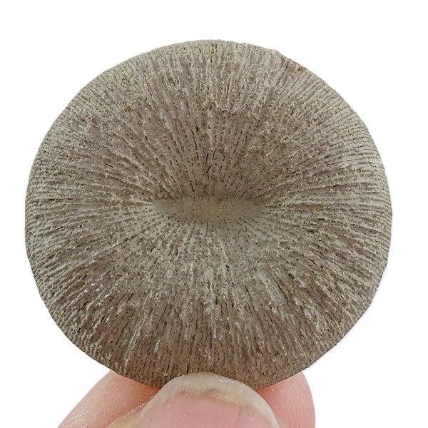 Pseudocunnolites sp.