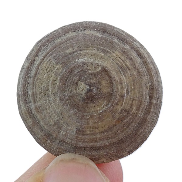 Pseudocunnolites sp. - Imagen 2